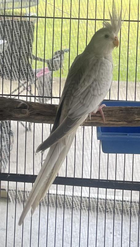 Cockatiels & Budgies going to Kempsey Bird Sale