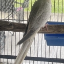 Cockatiels & Budgies going to Kempsey Bird Sale