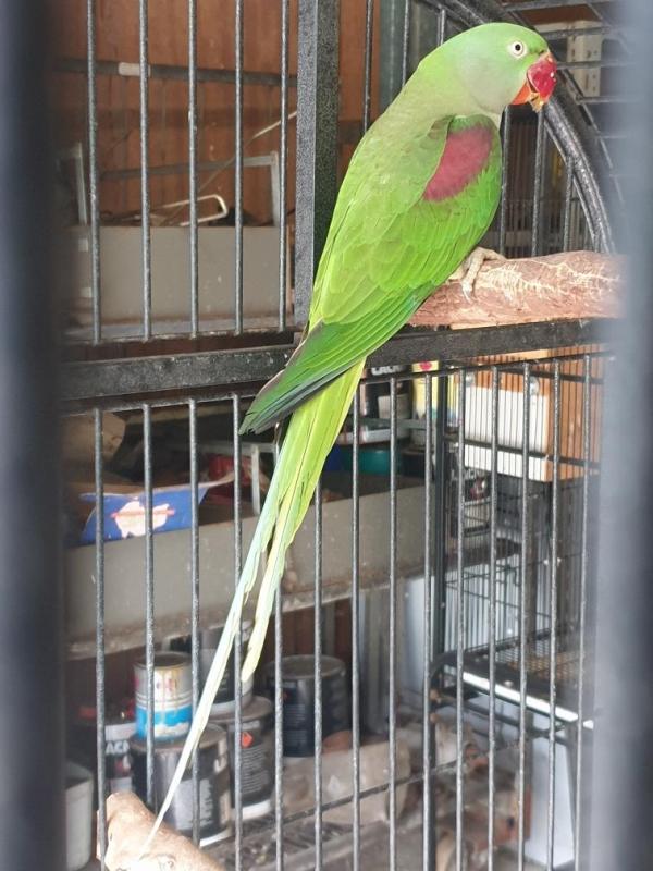 Alexandrine parrot