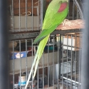 Alexandrine parrot
