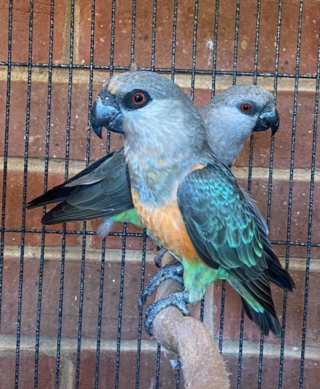 Red bellied parrots
