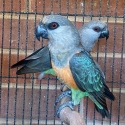 Red bellied parrots