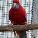 Crimson pair cock mutation , hen pure . Easterns pure
