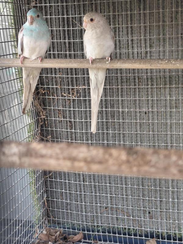 Blue palid grass parrot pr