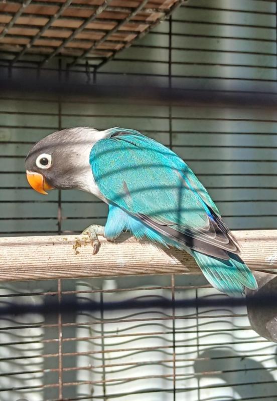Blue masked Lovebirds