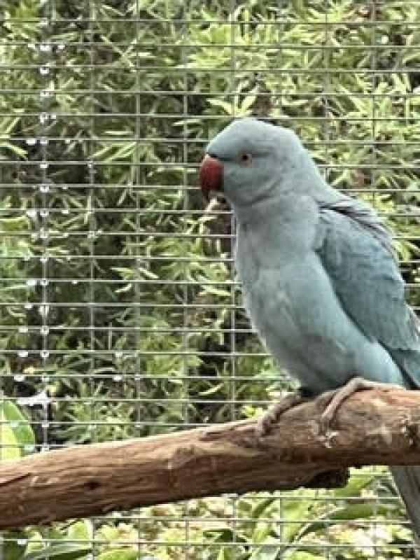 Young Indian Ringnecks - NOT TAME, NO DNA (10 months old)