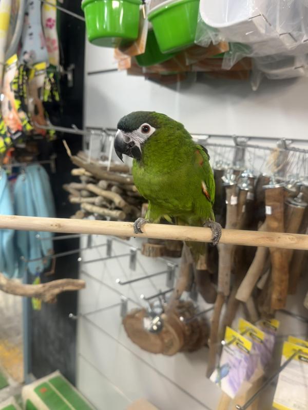 Handraised Hahns macaw male