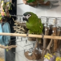 Handraised Hahns macaw male