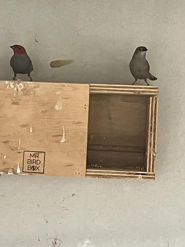 Wanted red faced pytilia hen