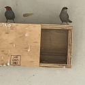 Wanted red faced pytilia hen