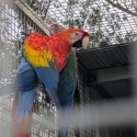 Aviary bird/breeding pair sellout
