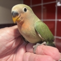 Hand Raised Baby Peachface/Lovebirds 9 Weeks Old