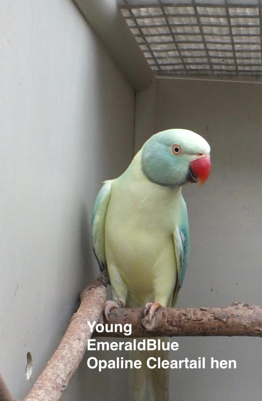 EmeraldBlue Opaline Cleartail Indian Ringneck hen