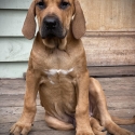 Mastiff hybrid pups