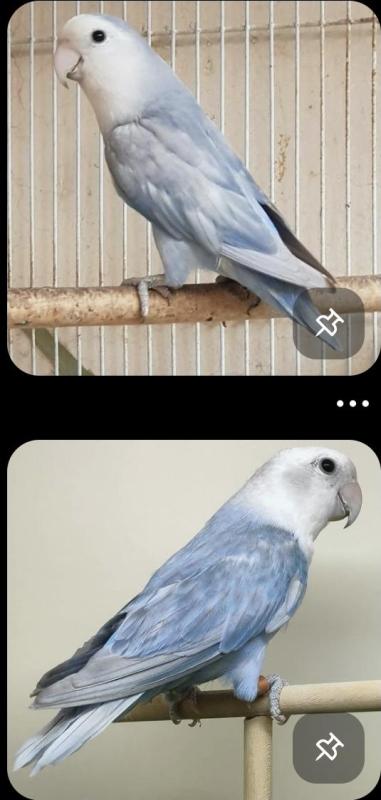 Lovebirds Wanted