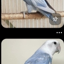 Lovebirds Wanted