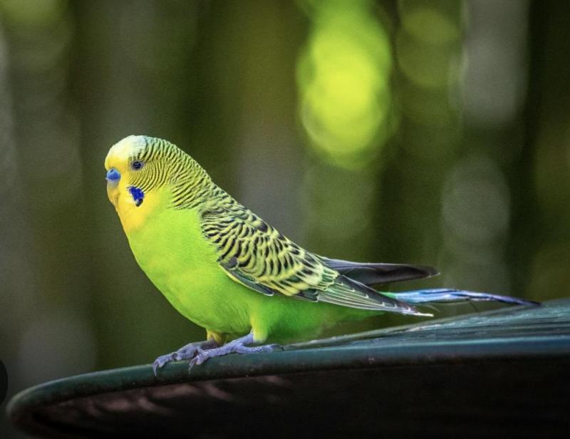 Bush budgies. Can take to Beaudesert