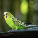 Bush budgies. Can take to Beaudesert