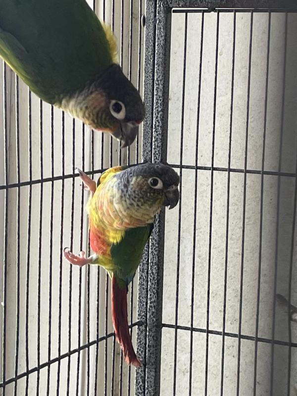 Conures for sale.