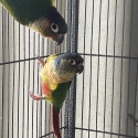 Conures for sale.