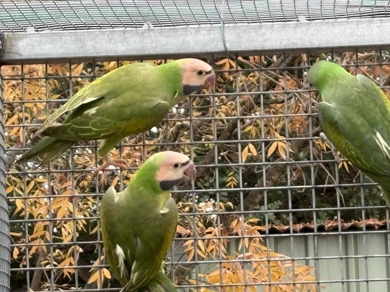John gawne. Moustache parrots
