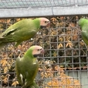John gawne. Moustache parrots