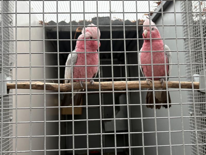 Split blue galahs