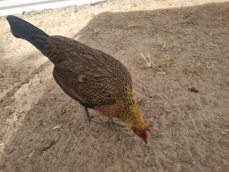 1st time available.  Pure Red Junglefowl