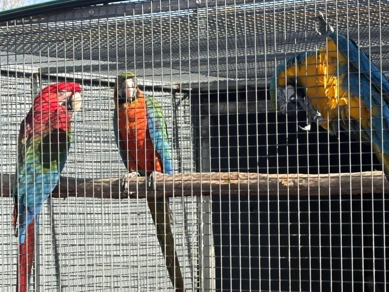 Harlequin macaw