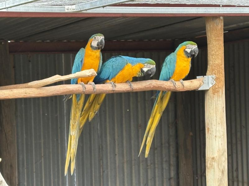 Blue and gold breeding pair with baby