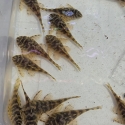 L134 LEOPARD FROG PLECOS