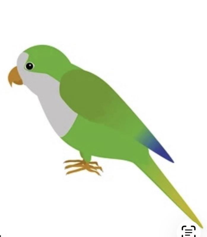 WTB Quaker Hen