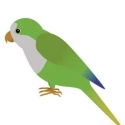 WTB Quaker Hen