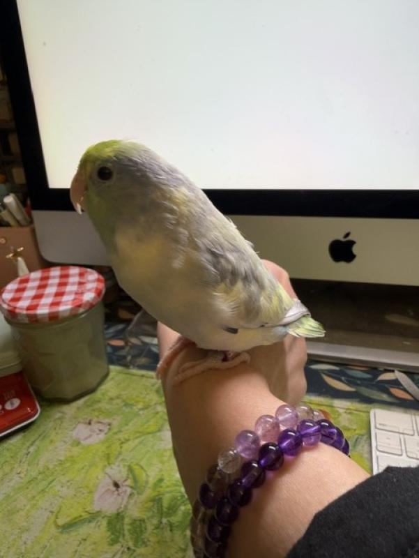 Hand-Raised Male Pacific Parrotlet  7 Months Old