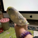 Hand-Raised Male Pacific Parrotlet  7 Months Old