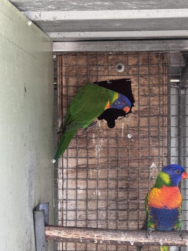 Rainbow lorikeet Sf pied split blue hen breeder