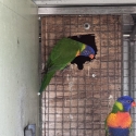 Rainbow lorikeet Sf pied split blue hen breeder