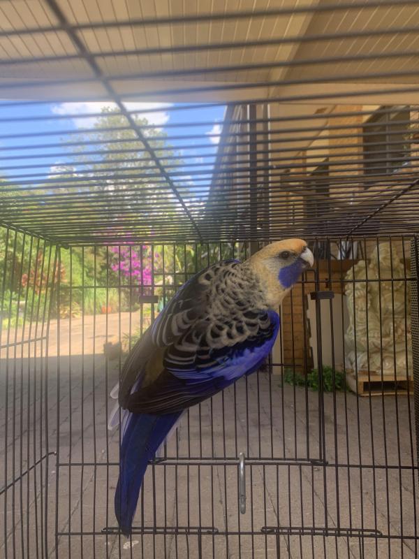 Blue Crimson Rosella