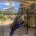 Blue Crimson Rosella
