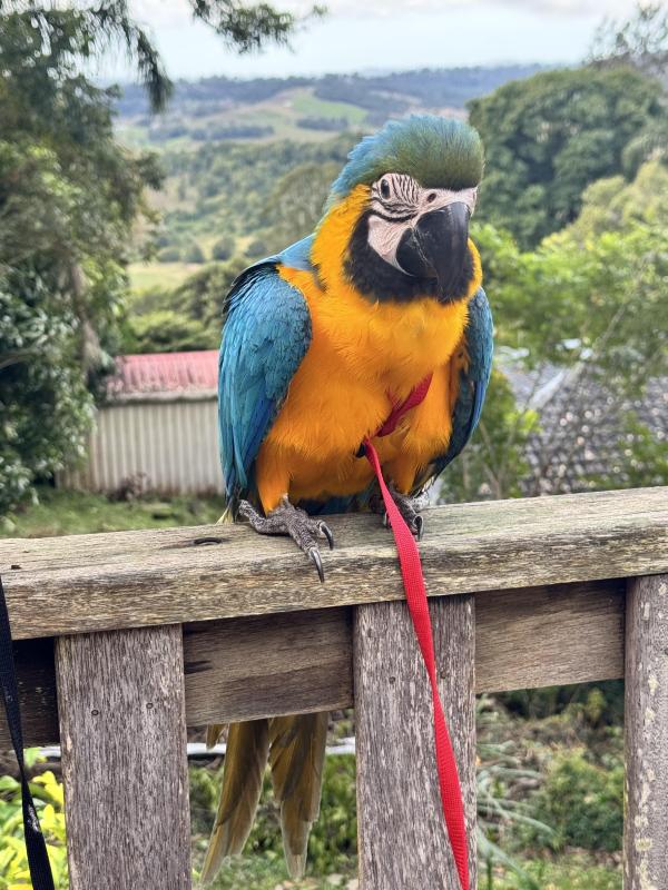 Blue and gold macaw