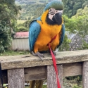 Blue and gold macaw