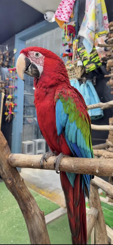 Handraised green wing macaw male