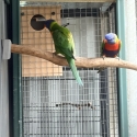 green split blue and green split opaline rainbows