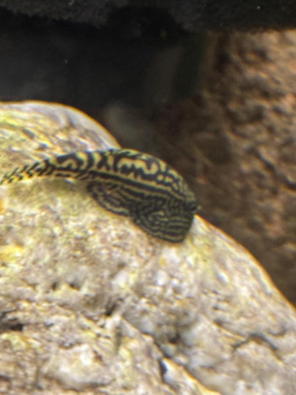 Hillstream loaches