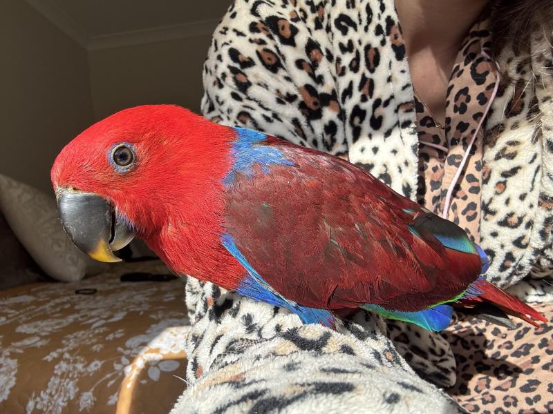 Sasha, Hand Raised Eclectus Parrot.