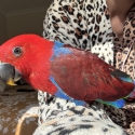 Sasha, Hand Raised Eclectus Parrot.