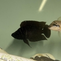Tanganyikan cichlids