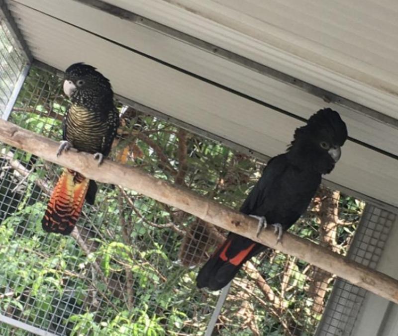 Proven Breeding Pair of Red-Tailed Black Cockatoos