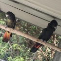 Proven Breeding Pair of Red-Tailed Black Cockatoos