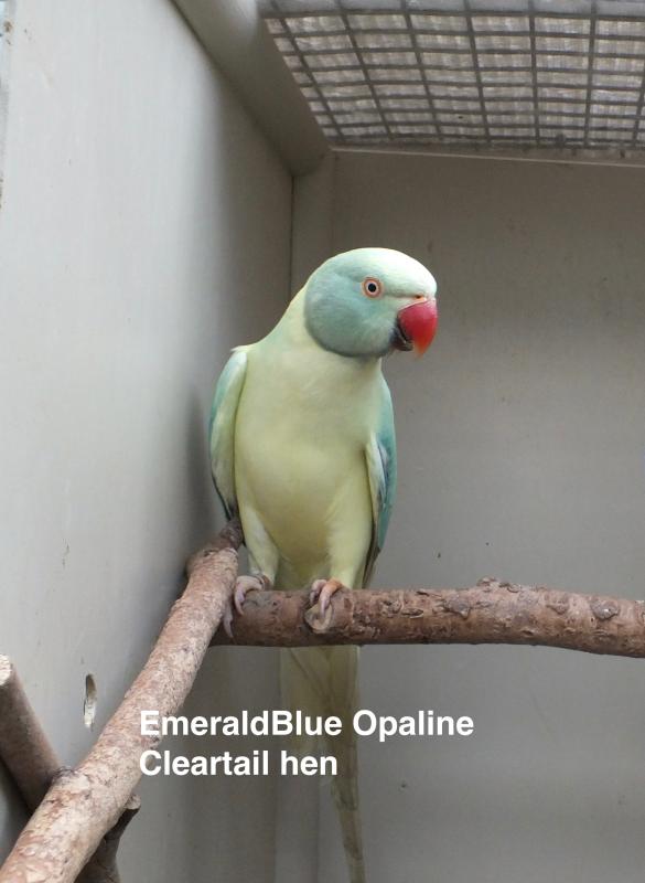 EmeraldBlue Opaline Cleartail Indian Ringneck hen